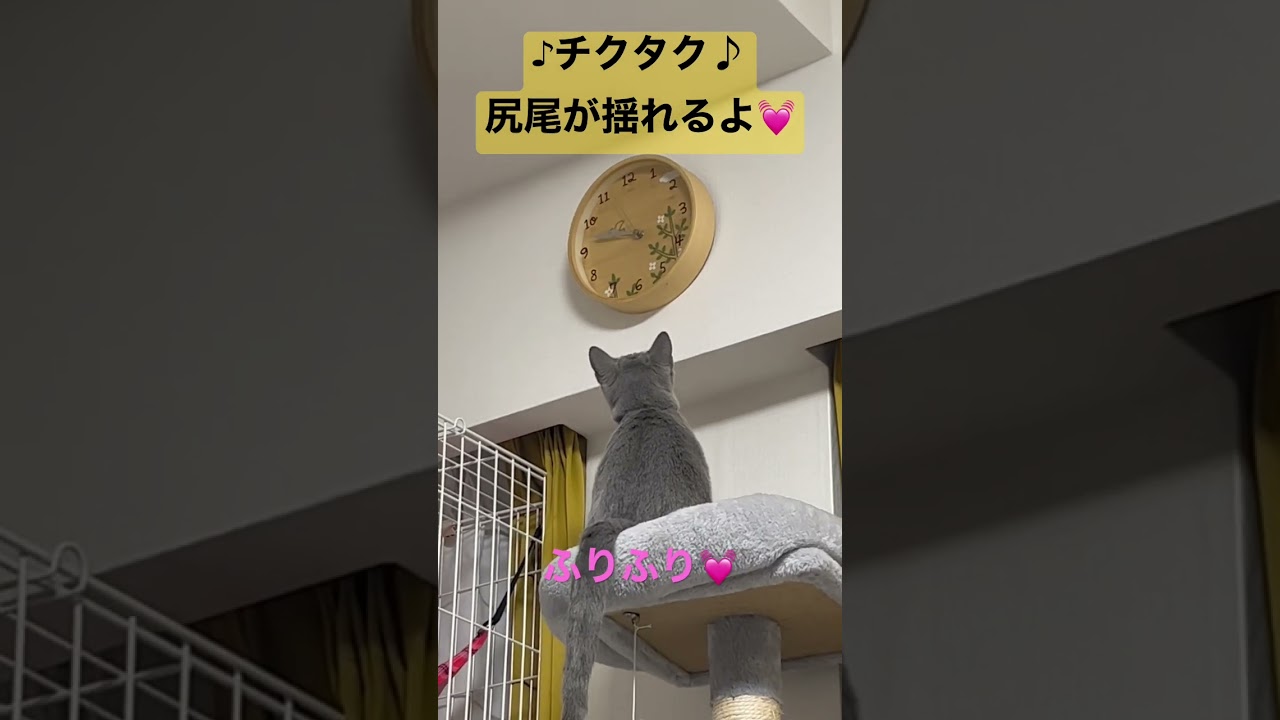 時計と猫#猫 #子猫 #ロシアンブルー #cat #catcute #かわいい猫