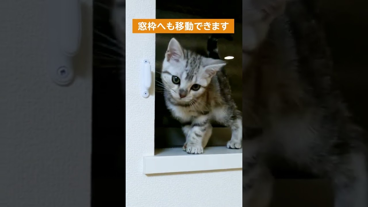キャットタワーから窓枠にジャンプする子猫【アメリカンショートヘアー】#shorts #アメショー #子猫