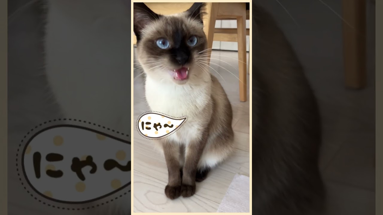 SAKUちゃんねる／かわいく返事するねこ