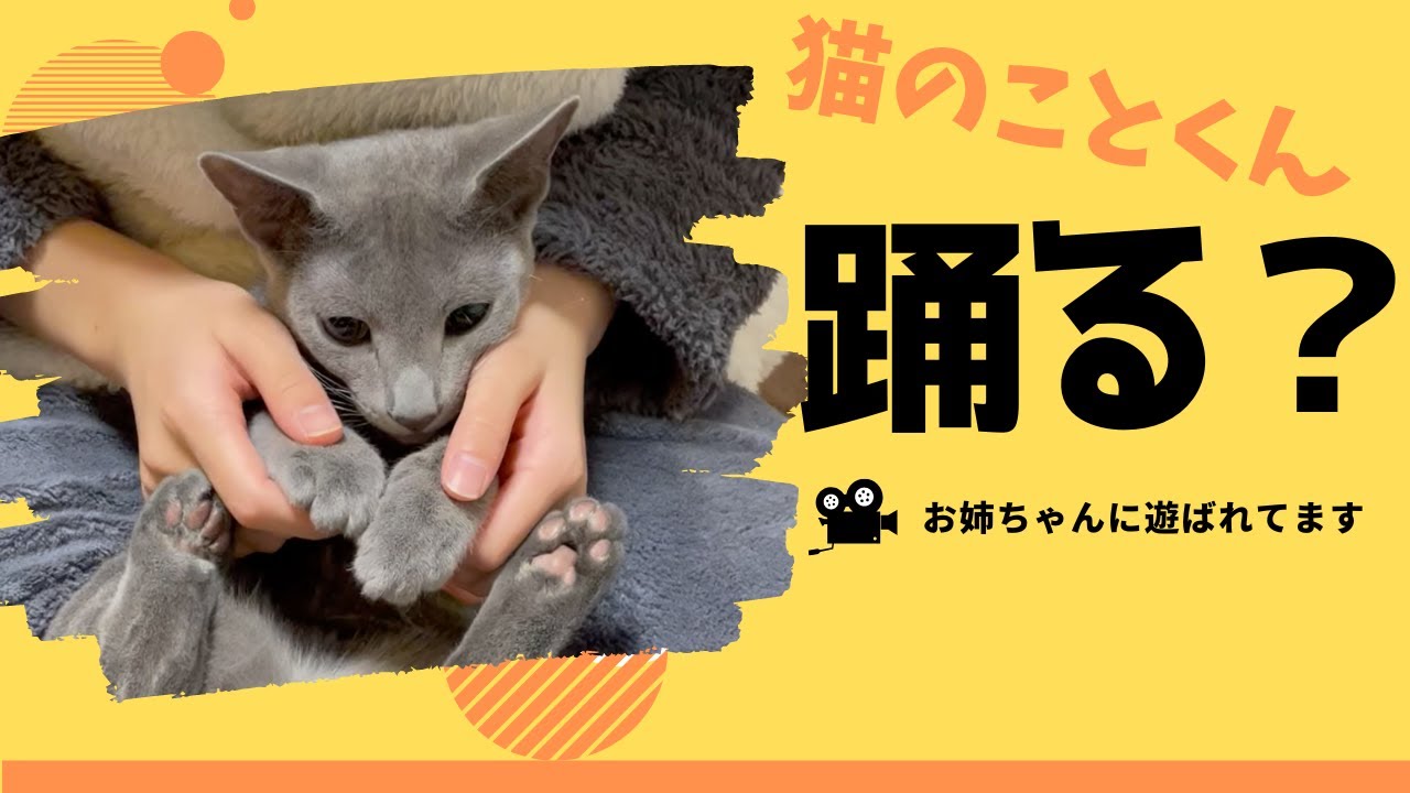 ダンスをさせられる仔猫はこちらです【ロシアンブルーこと】