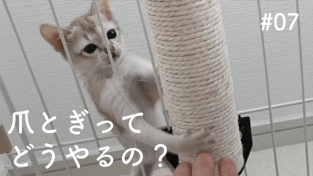 子猫のへたっぴな爪とぎに癒される【シンガプーラ】