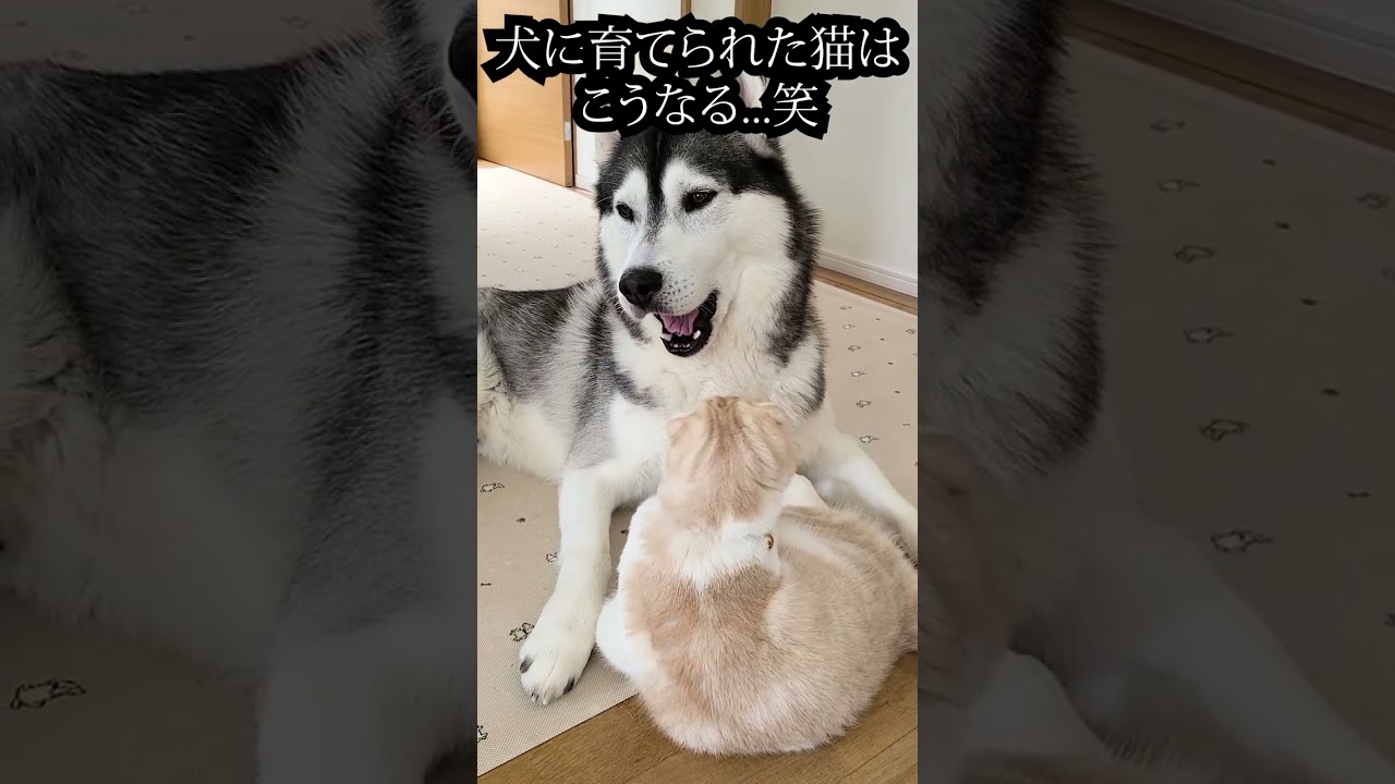 寝起きで犬を見つけた子猫がこうなった...笑#shorts