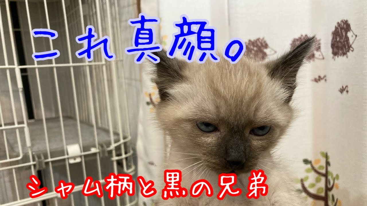 【保護猫】可愛いシャム猫兄弟　A charming and cute Siamese cat.