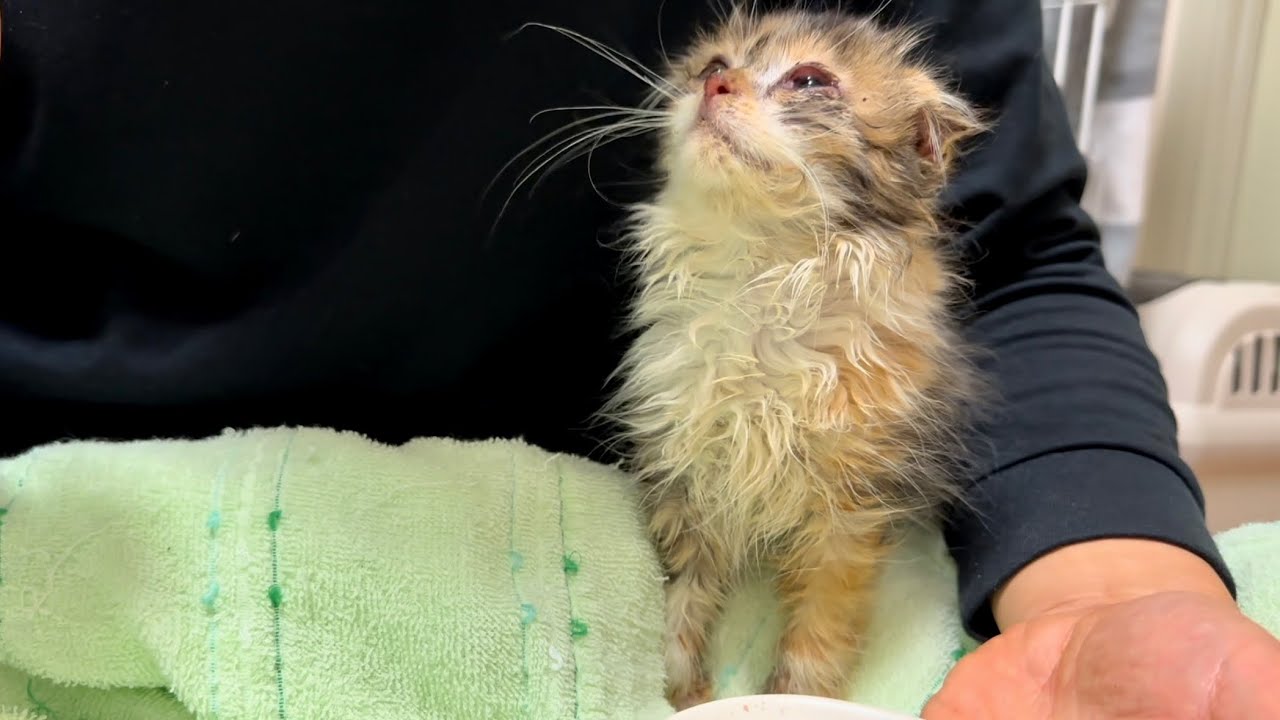 膝の上でジッとご飯を待つ…多頭飼育崩壊で放置されていたスコティッシュフォールドの子猫達 #3