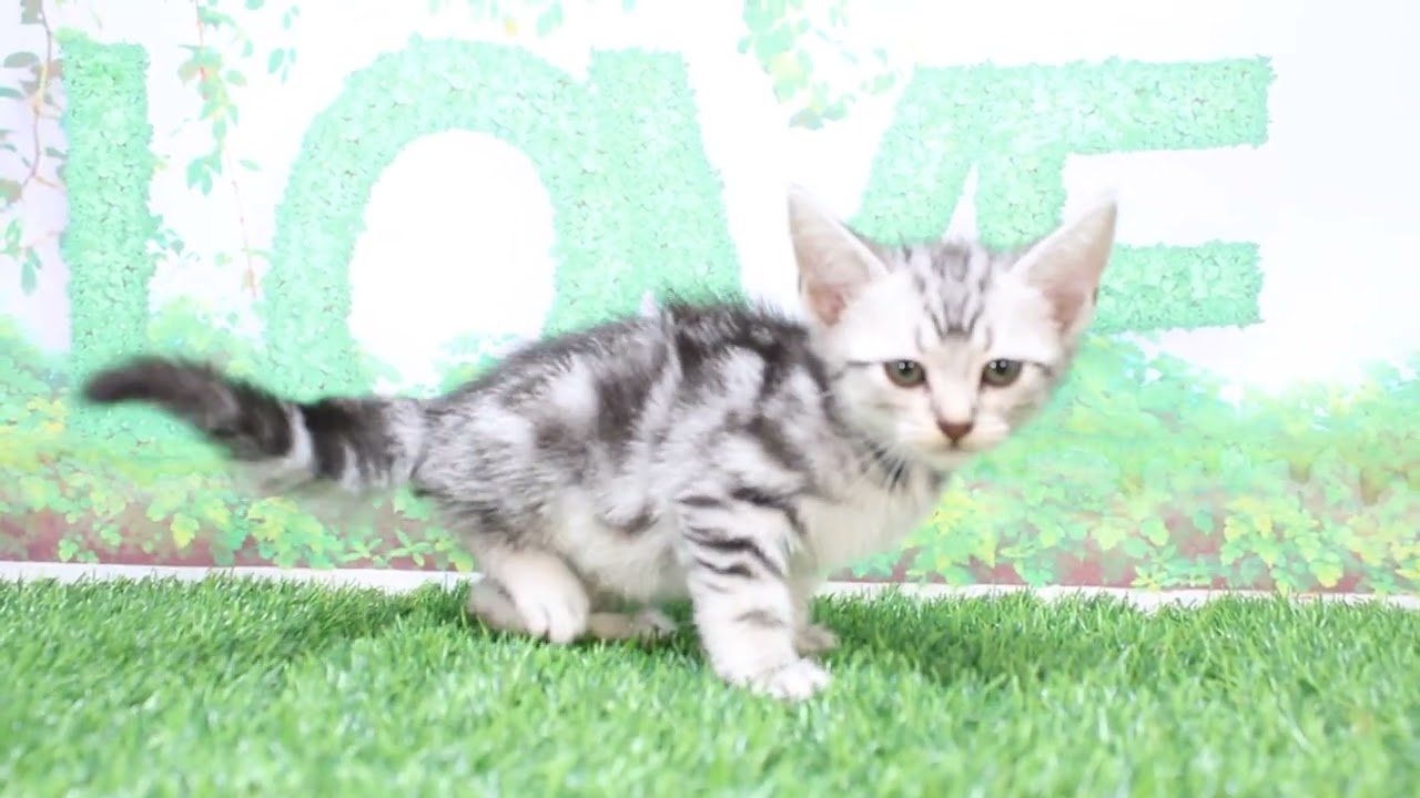 Coo&RIKU　No602635　アメリカンショートヘアー