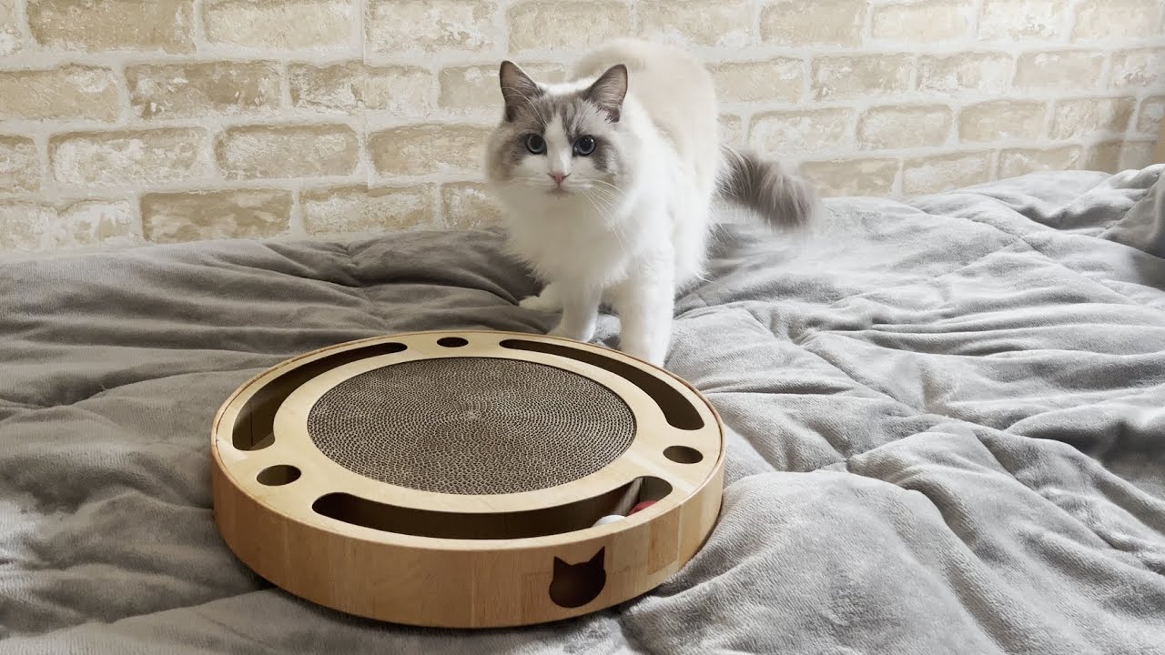 新しいおもちゃをもらった時のリアクションが可愛すぎる猫！【ラグドール】【かわいい】