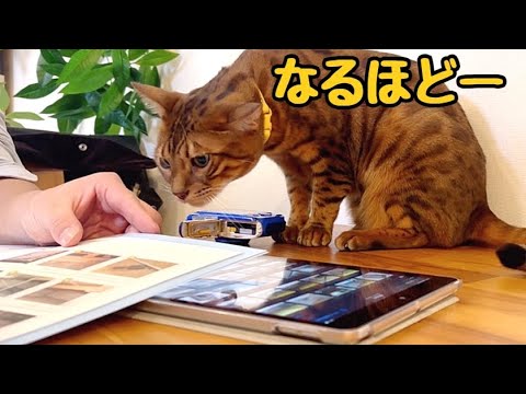 シロアリ駆除の業者さんの説明を一生懸命聞く猫さん