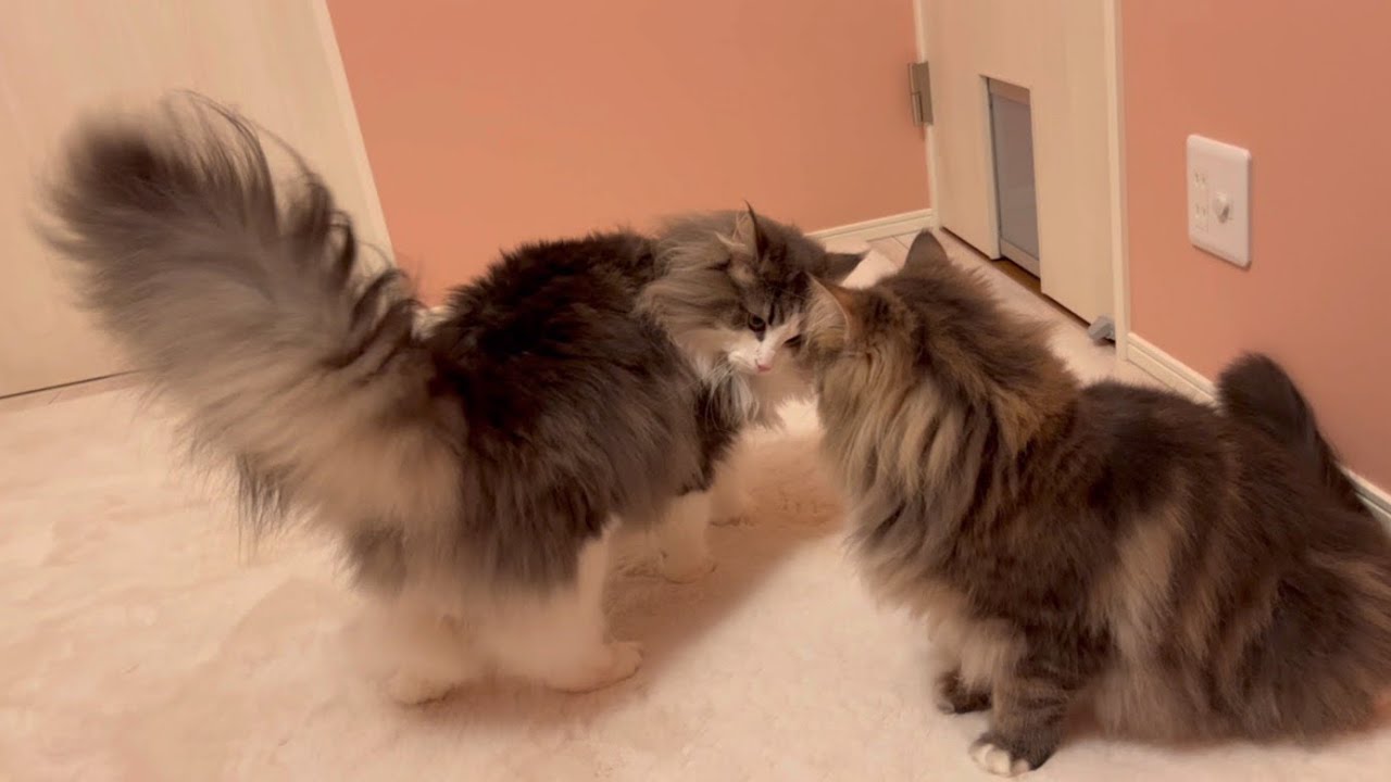 【やんのか??】1さいノルウェージャンフォレストキャットのかわいいじゃれあい❤️