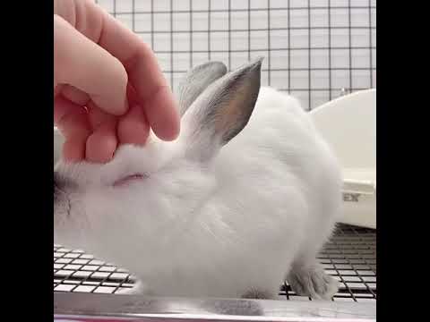 とろけるヒマラヤン@うさぎのしっぽ恵比寿店