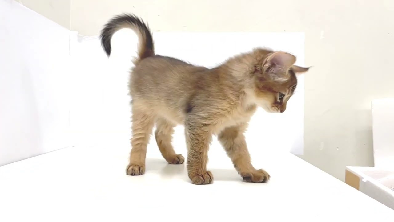 【2023年1月2日撮影】ソマリ　スレンダーなモデル体型！ソマちゃんの甘々姿大公開！