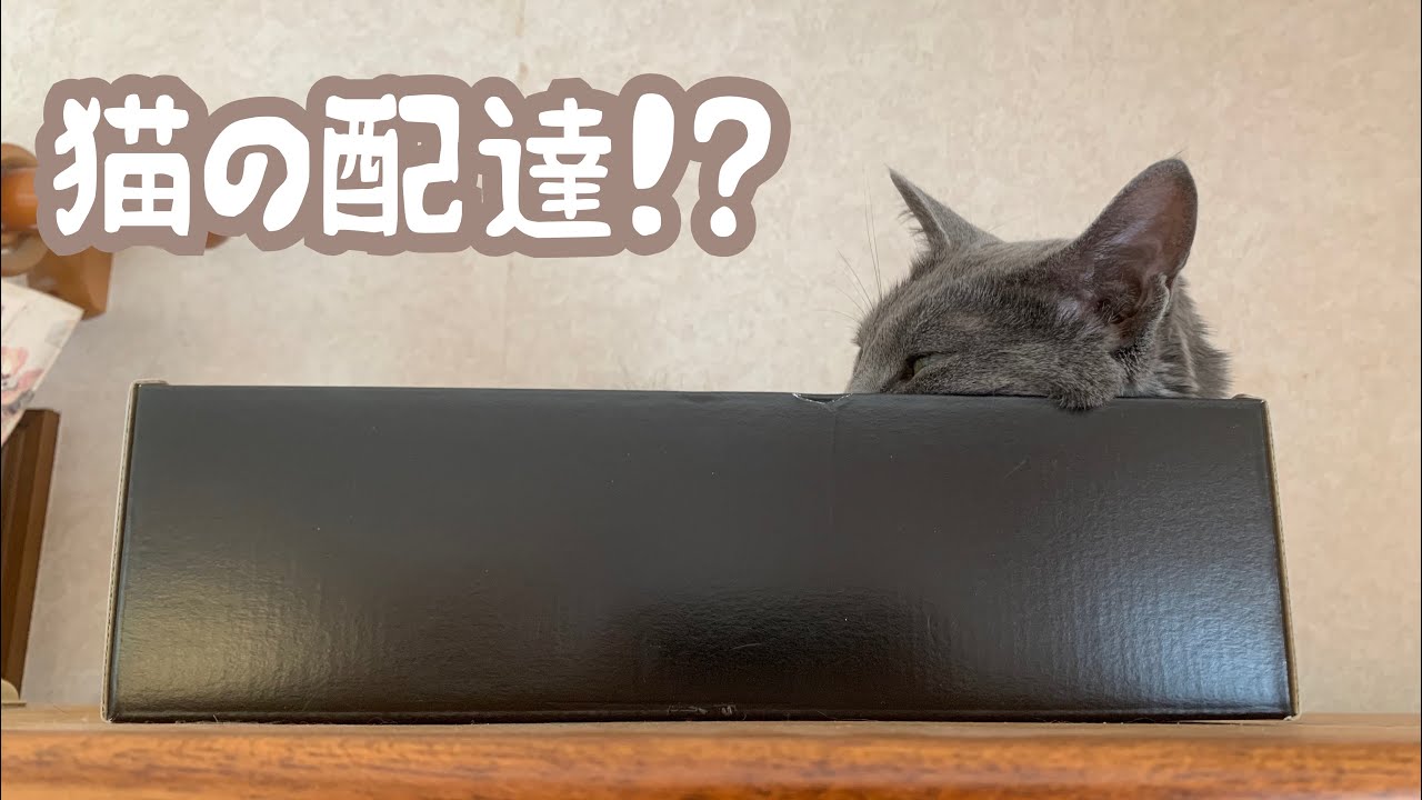 【猫】うちの猫配達されたいみたいです