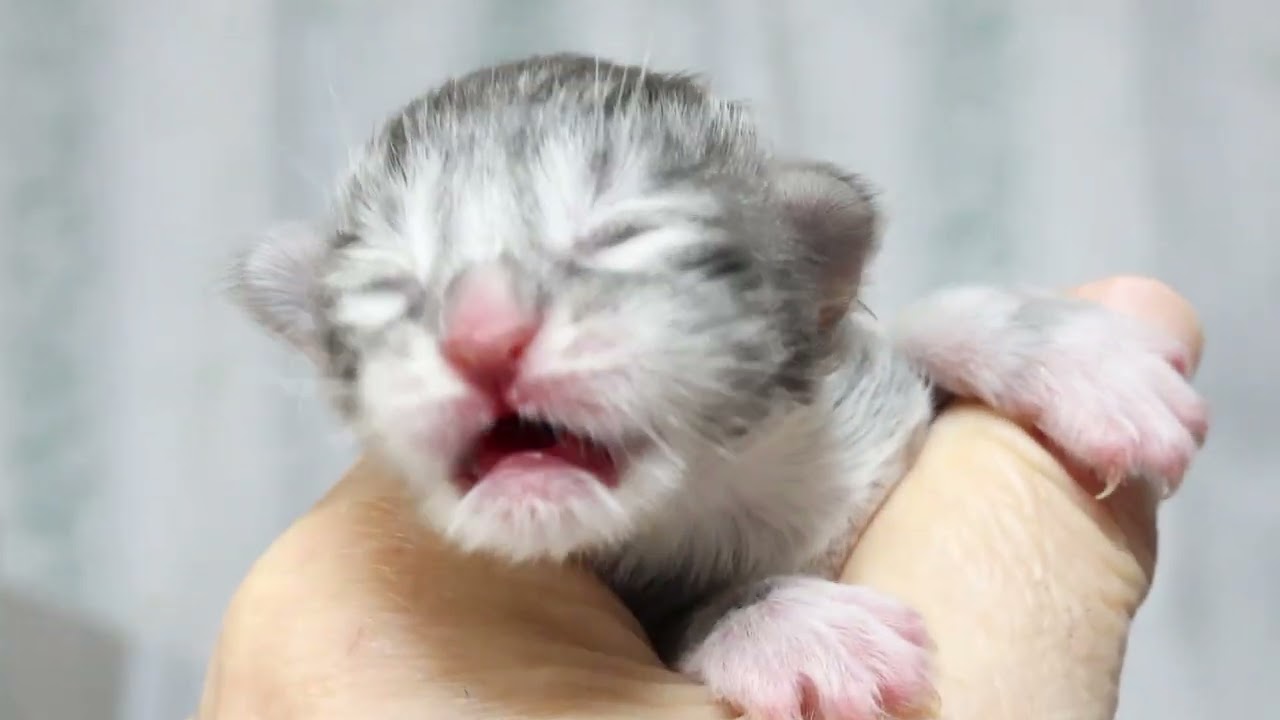 メインクーン子猫イエス君誕生