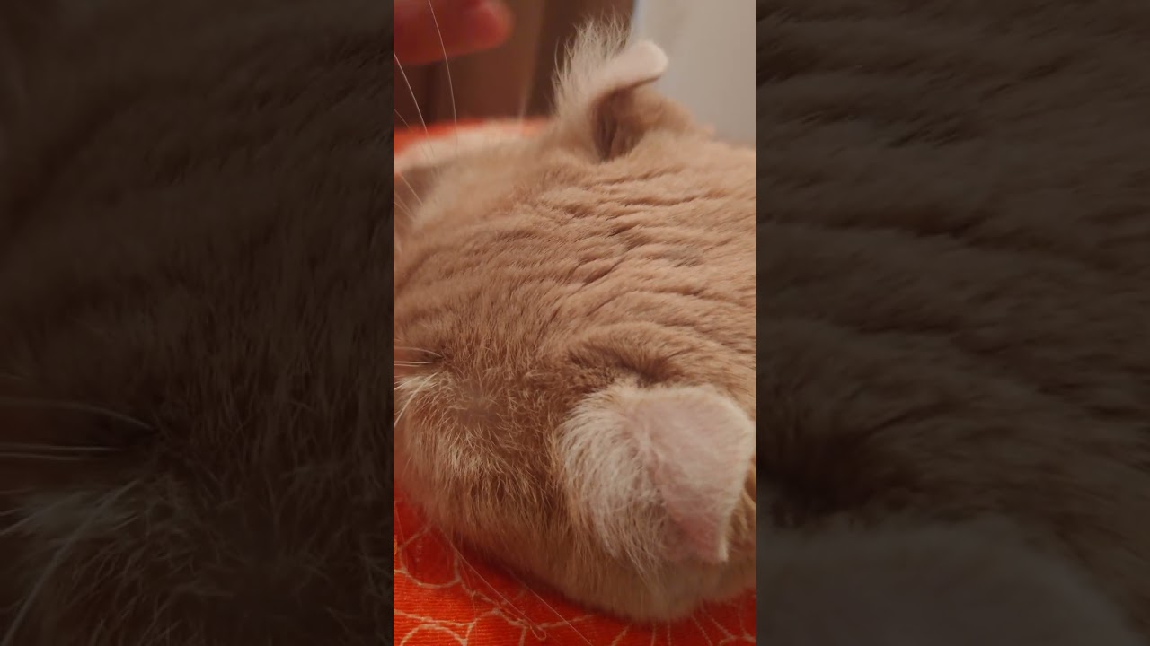 アメリカンカールのお耳ってどうなってるのー！？【我が家の猫にゃんず】