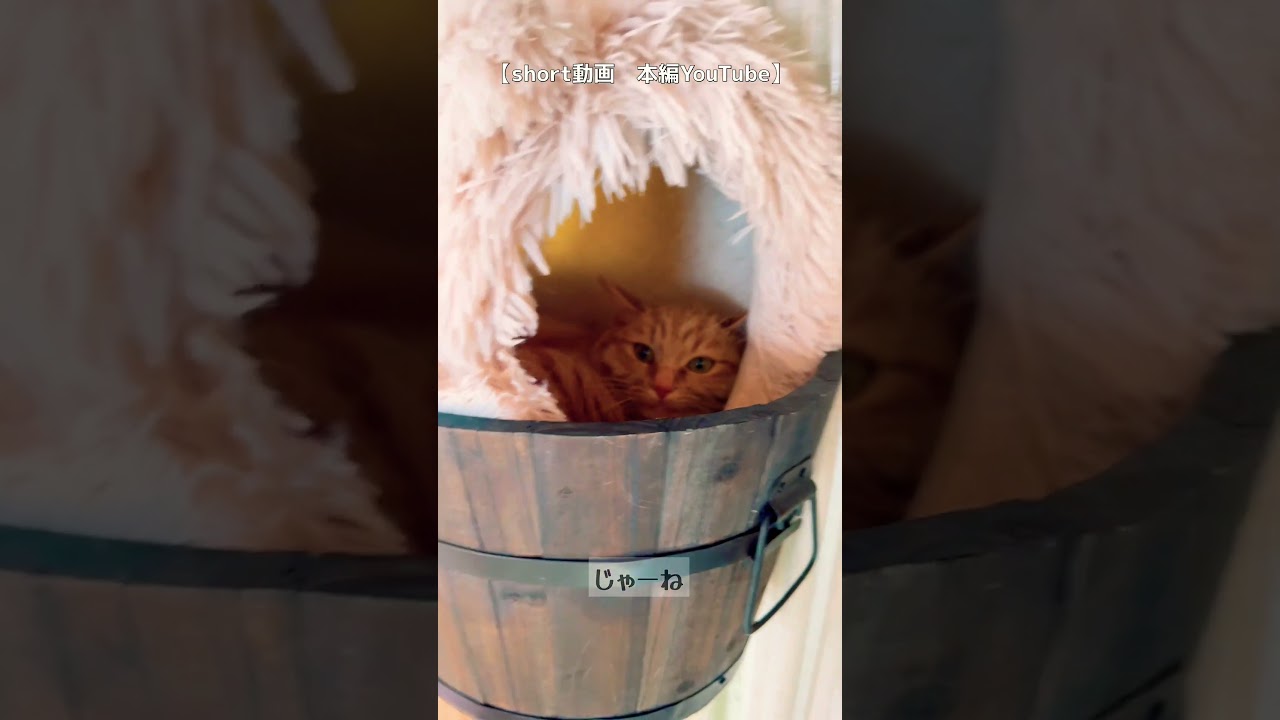 【ノラ猫ねぇね】いってらっしゃいの挨拶がおかしすぎる😑