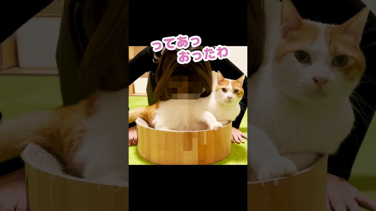 腕立てしながら猫吸いさせてくれる猫がコチラ #Shorts