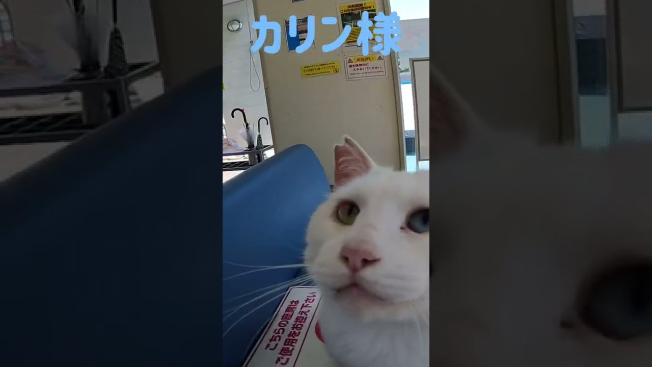 あの凶暴猫のカリン様がおねだりの甘え声 Ferocious cat #shorts