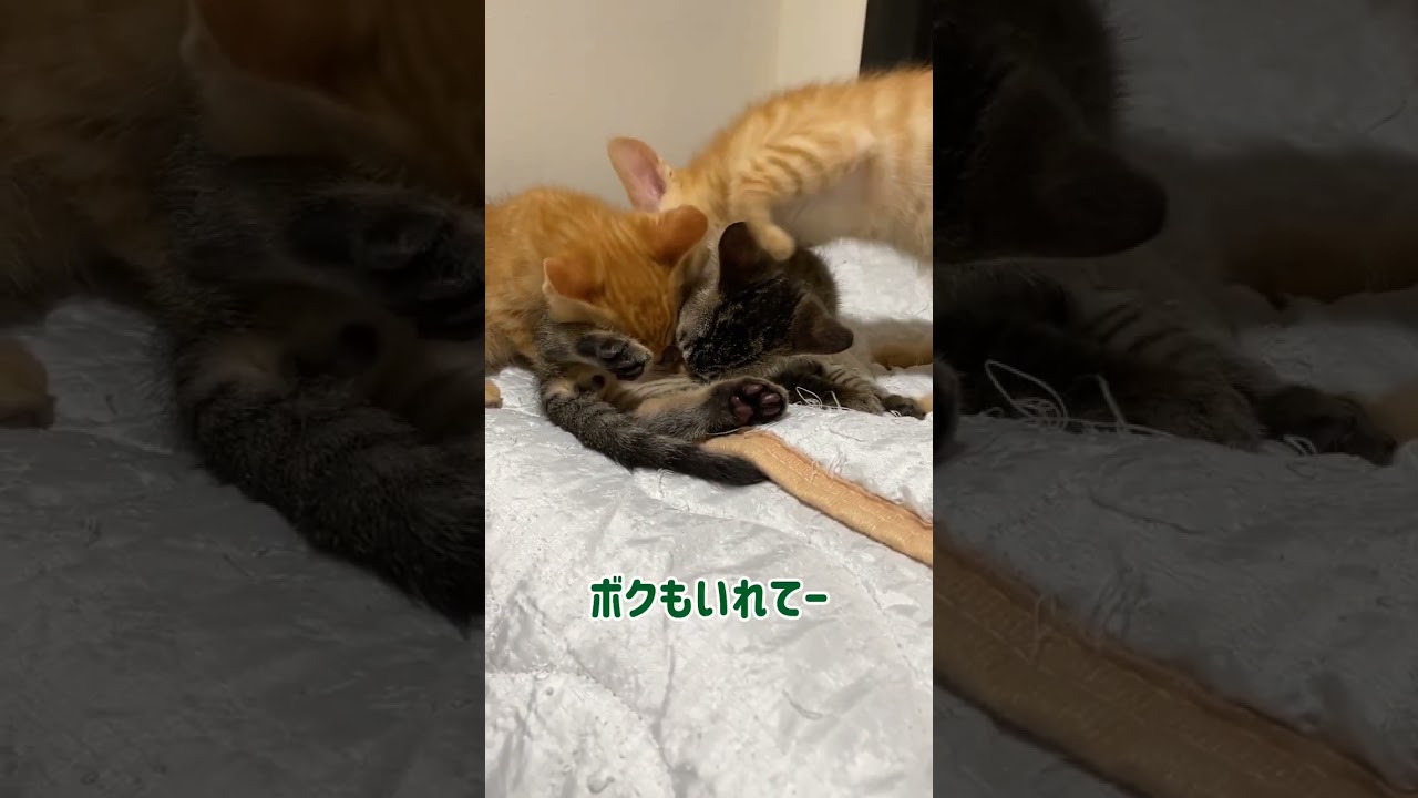 子猫のお腹を吸っている子猫たち