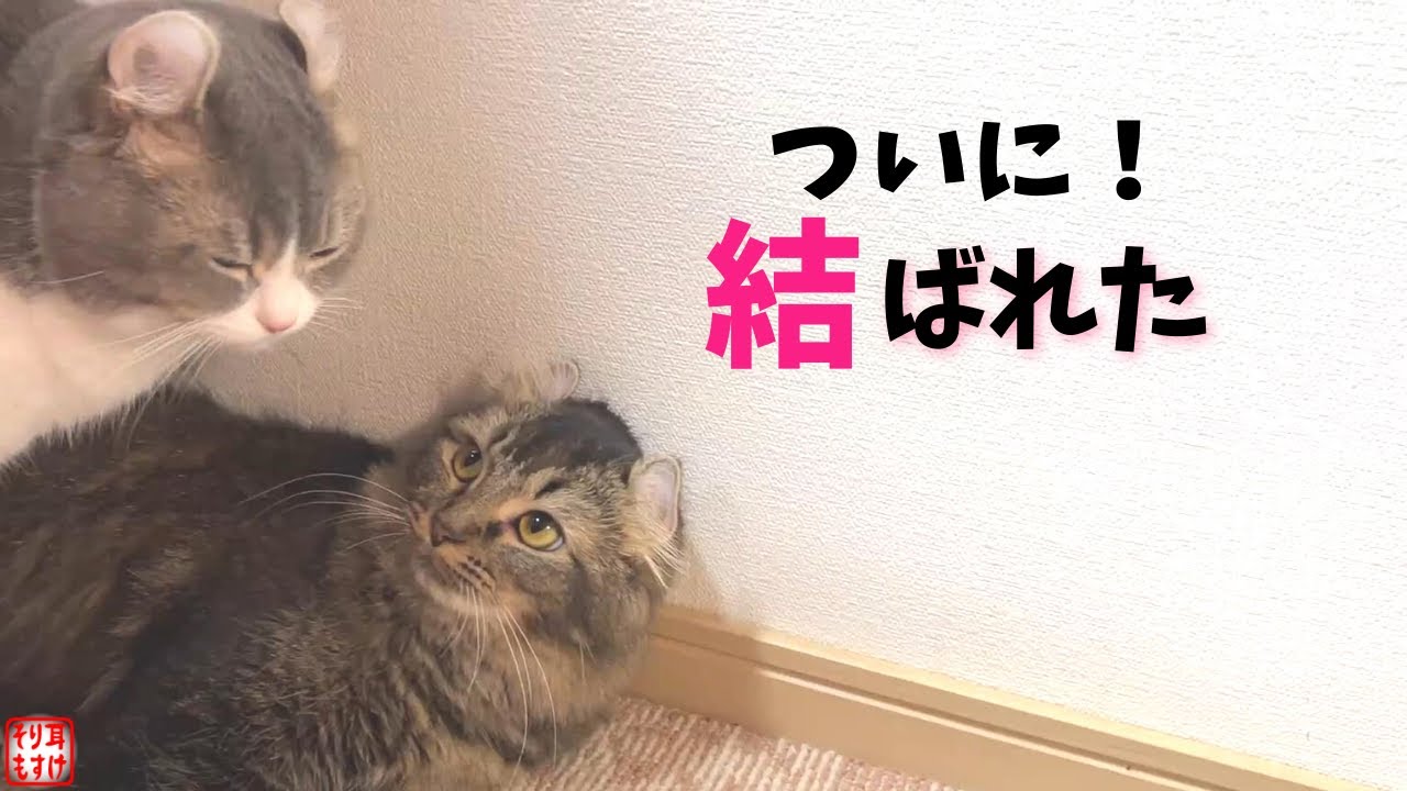 ういういしい、初めての交尾。行為後の猫がこんな動きをするなんて…