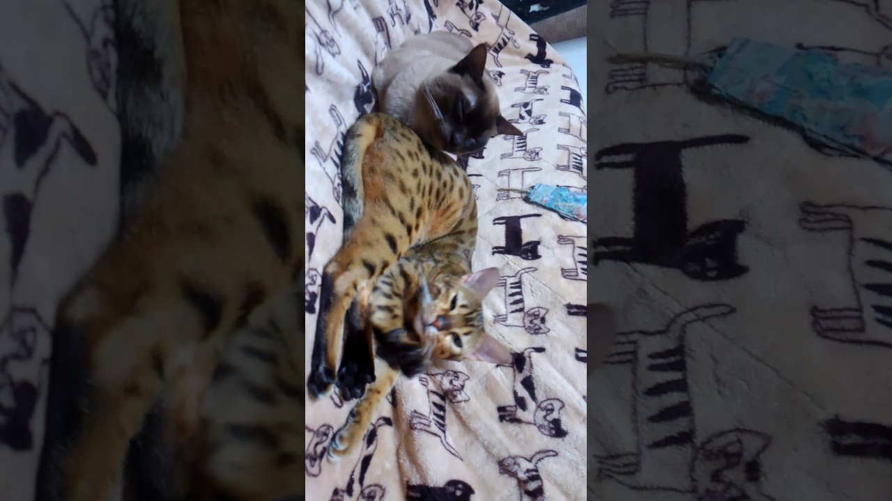 ベンガルちゃんとトンキニーズ君ラブラブ