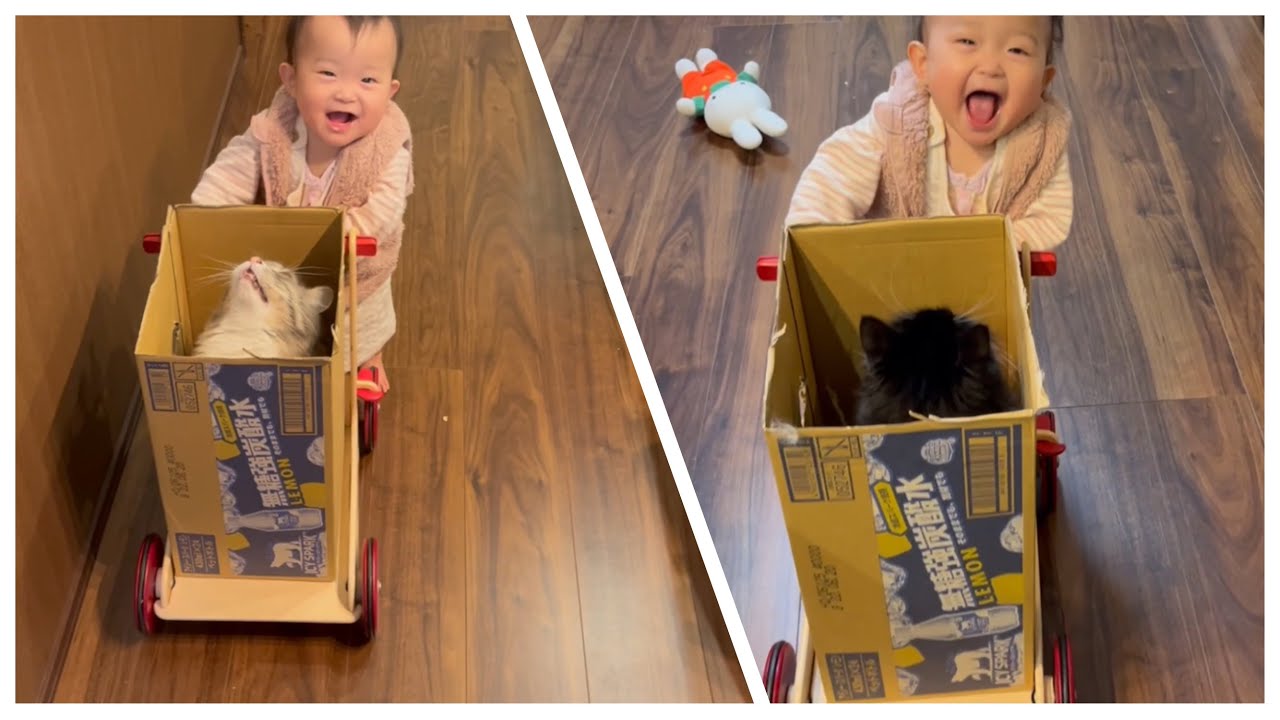 赤ちゃんから手押し車で運ばれる猫達　ノルウェージャンフォレストキャット　Cat being carried in a wheelbarrow by a baby