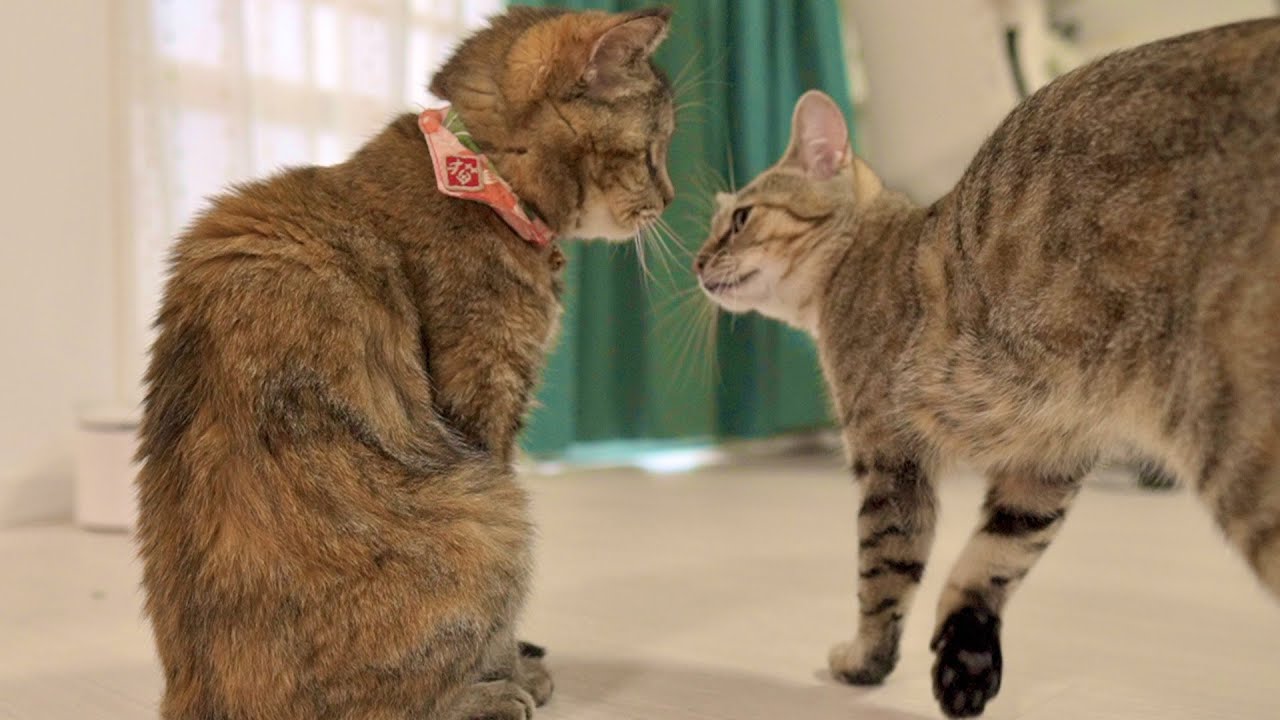 新入り子猫姉妹が来て9ヶ月‥8才先住猫との関係