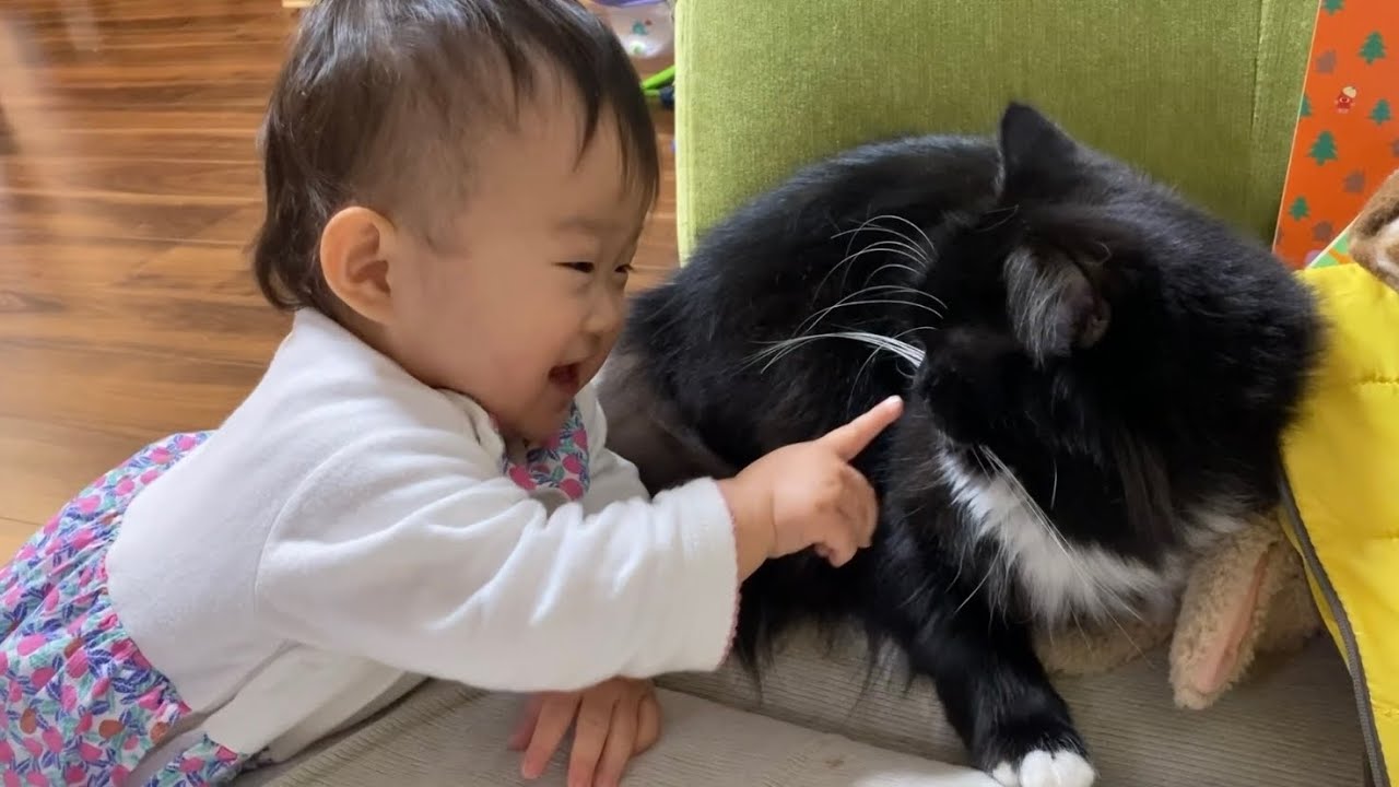 娘の機嫌回復に強力する猫　ノルウェージャンフォレストキャット　ラガマフィンA cat that cooperates in improving daughter's mood.