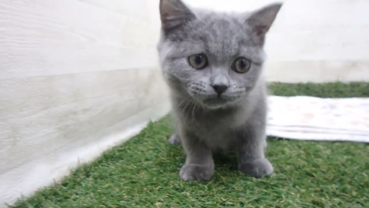 00608711 ブリティッシュショートヘアー