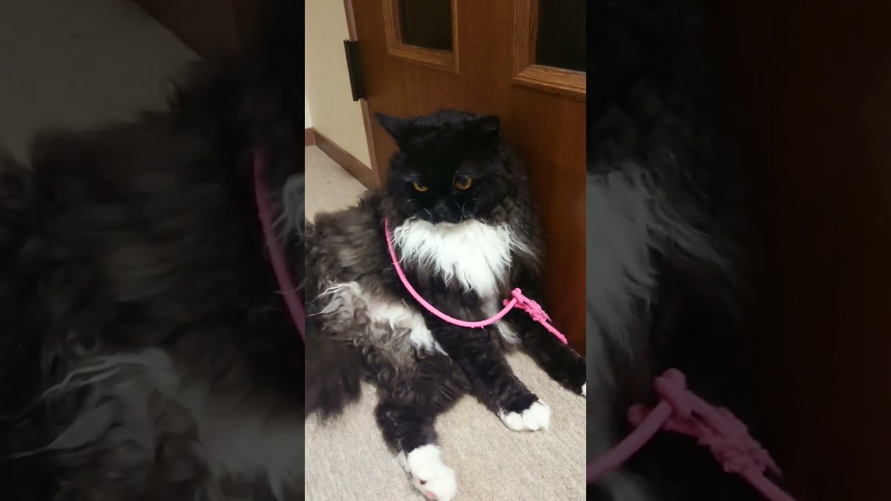 斜に構える。#cat #shorts #short #ねこ #selkirkrex #humor #猫    #セルカークレックス