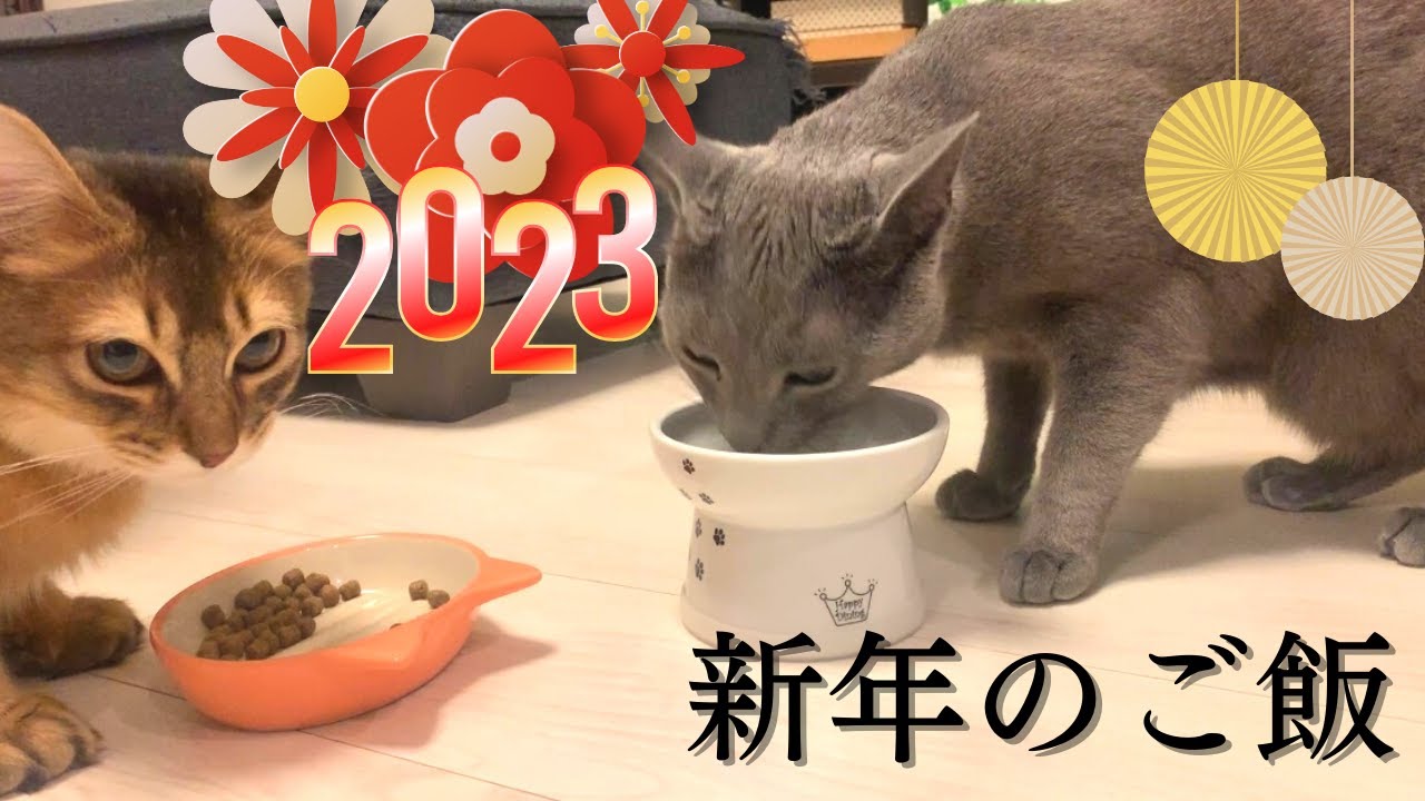 ロシアンブルーとソマリ　新年は一緒にゴハン♪