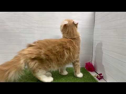 Coo&RIKU　No596515 アメリカンカール