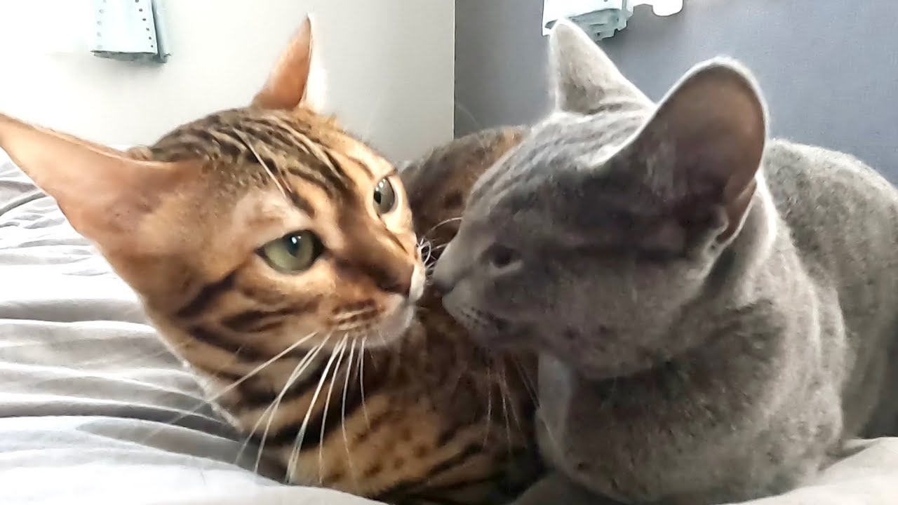【ロシアンブルー】同居猫にどうしても甘えたいシアンの行動がかわいいです