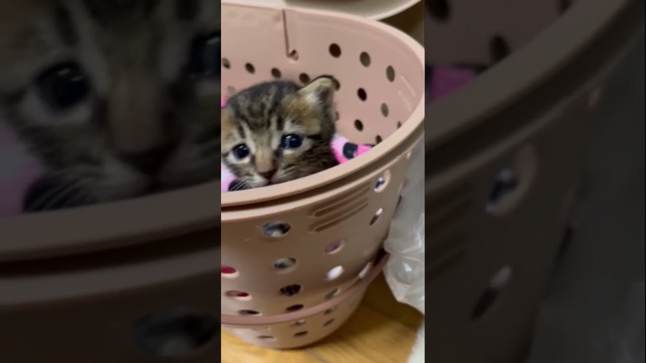 【母猫に捨てられた保護子猫】つぶらな瞳で見つめてくる生後1週間の子猫 #shorts