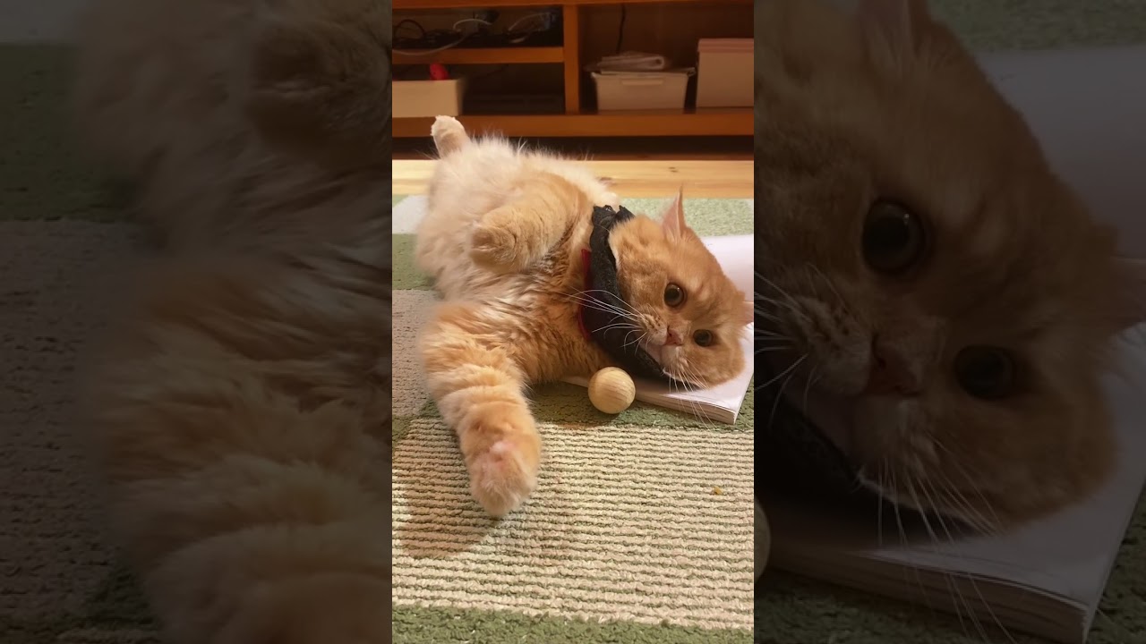 猫がスーパーマンになる瞬間www#shorts #cat #猫 #ラガマフィン