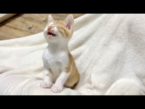 クラッキングが可愛すぎる子猫【花男兄妹＆ミドくん日記】Cute kitten with chattering.