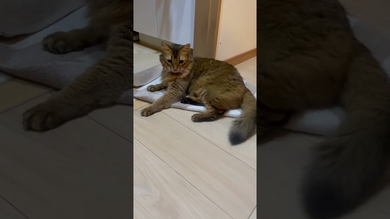 ヒモと遊ぶソマリ