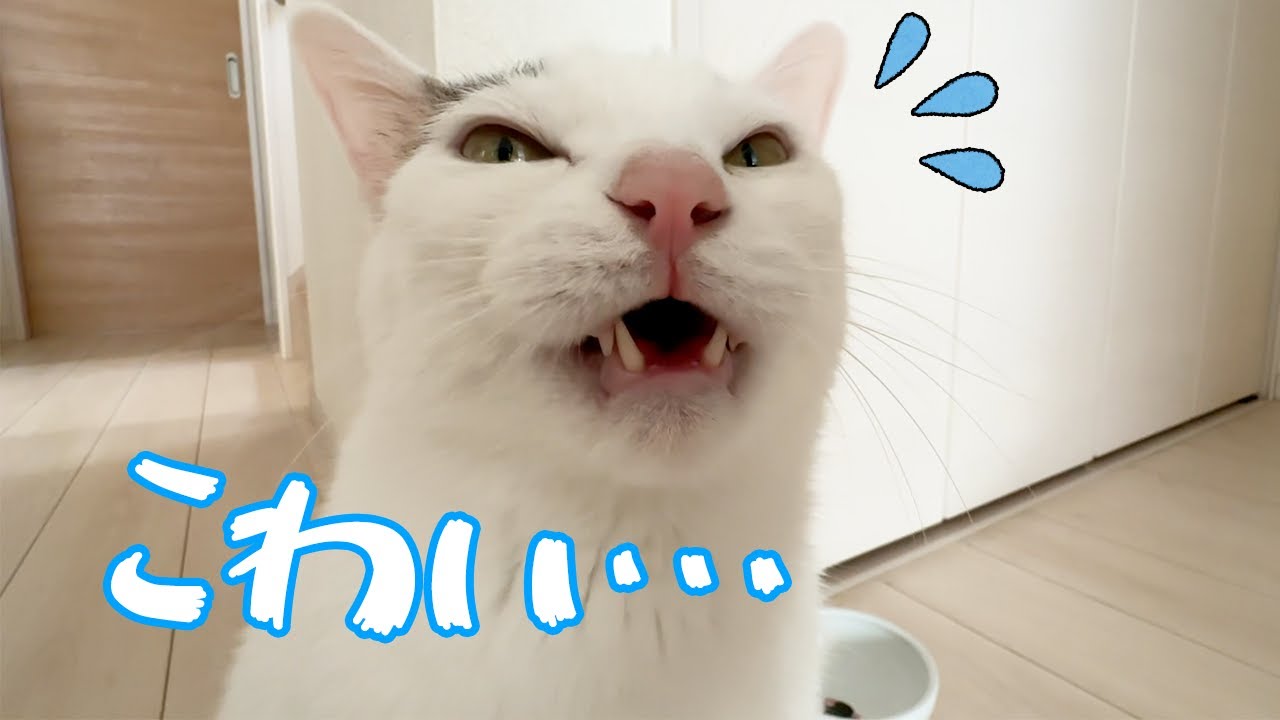 掃除が怖くて「こわい」って喋る猫チロさん