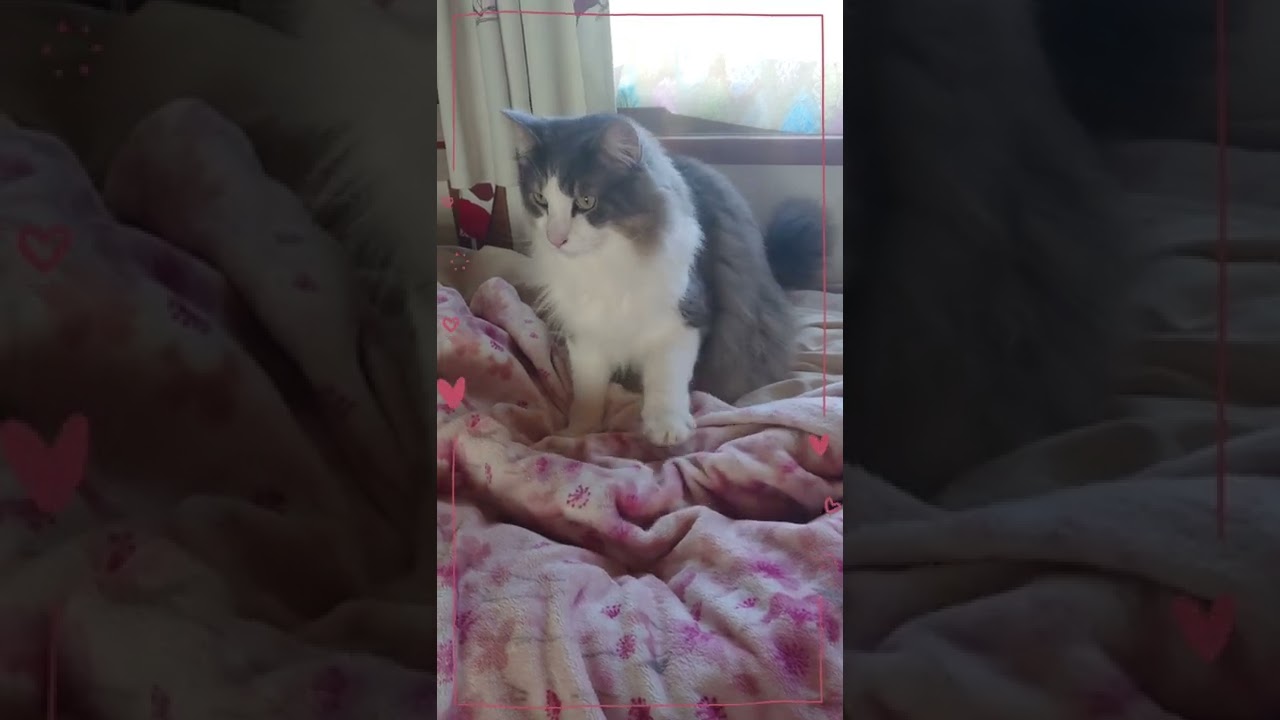 一番の甘えん坊【ﾉﾙｳｪｰｼﾞｬﾝﾌｫﾚｽﾄｷｬｯﾄ】#shorts