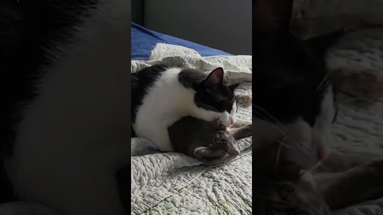 Cat licking cat