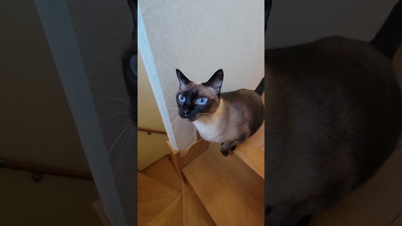 いきなり肩に飛び乗るシャム猫😙 #Shorts