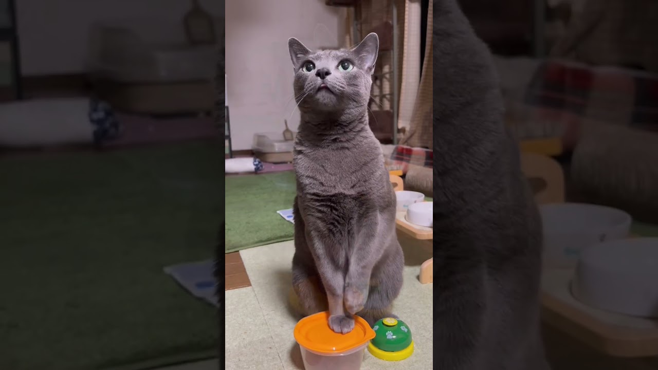 【ロシアンブルー】今朝のめろん、おねだり声いっぱい😁【猫】#shorts
