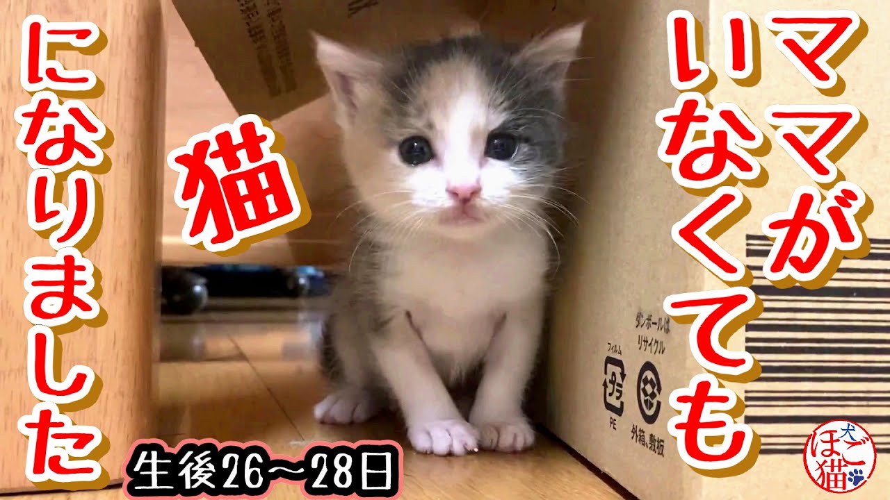 【保護猫　子猫】生後3日の子猫を保護　　ママがいなくても猫になる　あるみちゃん