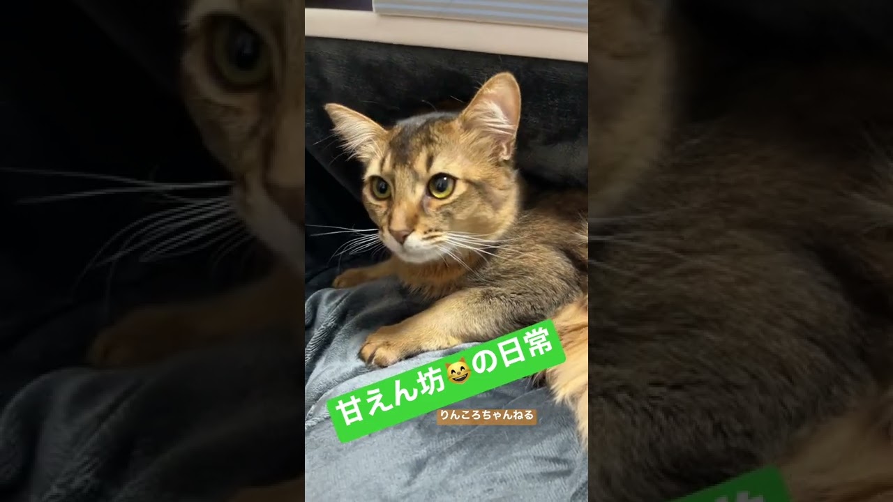 甘えん坊😸の日常【りんころちゃんねる】#shorts #ねこ #ソマリ #ねこのいる生活 #ねこのいる暮らし