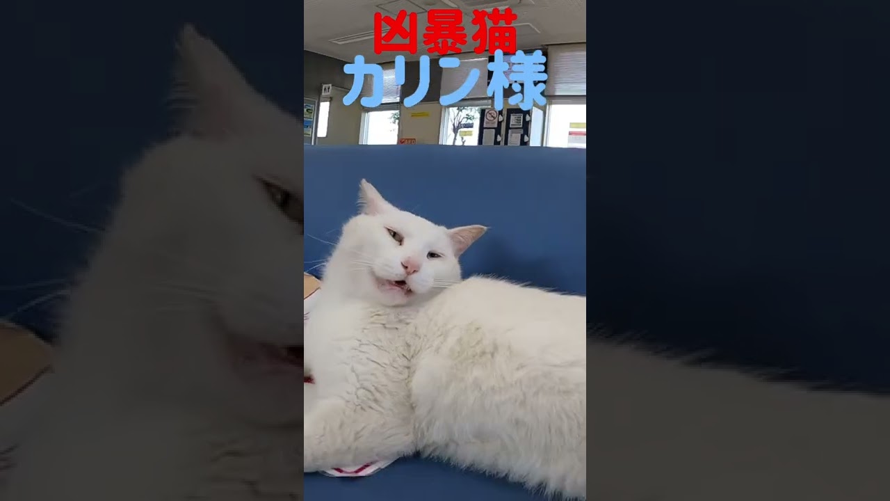 あの凶暴猫のカリン様の初ブラッシング‼️ Ferocious cat #shorts