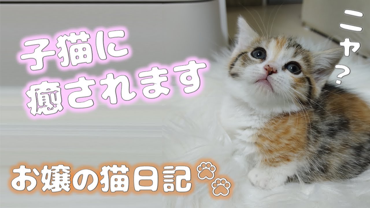 子猫に癒されます【お嬢の猫日記 / OJO- CAT DAILY】