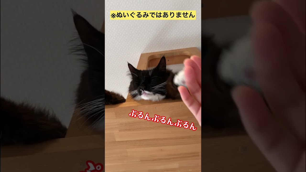 【メインクーン】垂れている猫 #メインクーン #かわいい猫 #猫動画おもしろい #黒猫 #靴下猫