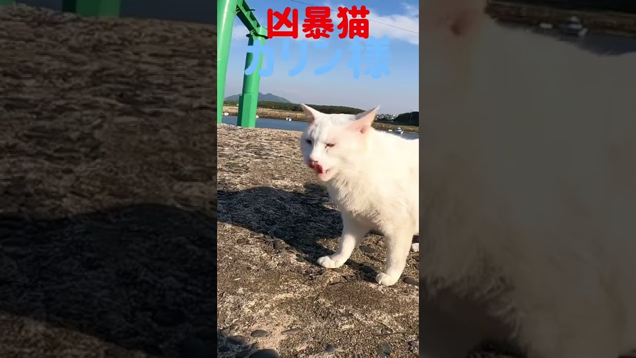 あの凶暴猫のカリン様がヤキモチの唸り声 Ferocious cat #shorts