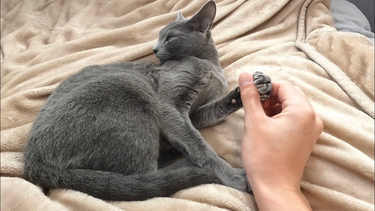 ママとの時間を満喫するロシアンブルー猫の休日