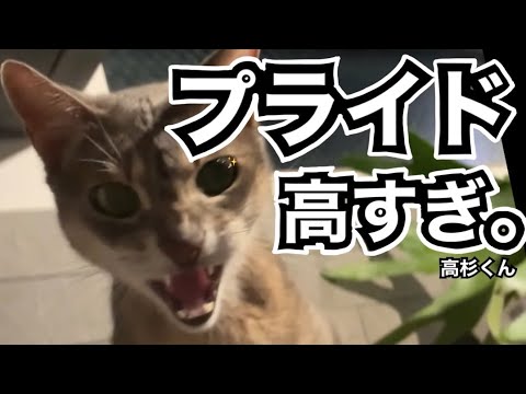 プライド高いアビシニアン