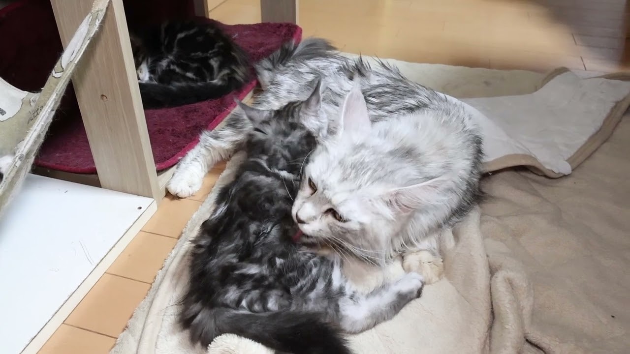 シルバーのメインクーン子猫とろろ君巣立ち5