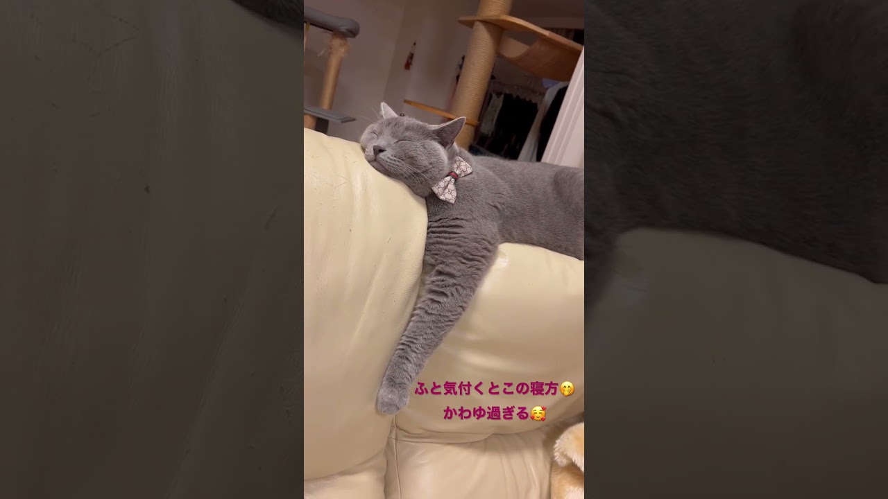 #シャルトリュー #おっとり #いい子 #もっち